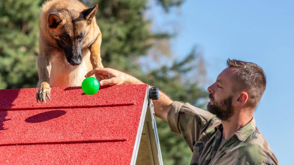 Évaluation d'aptitudes chiens équipes cynophiles